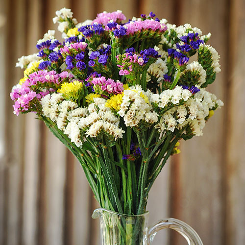 How To Grow Statice Seeds