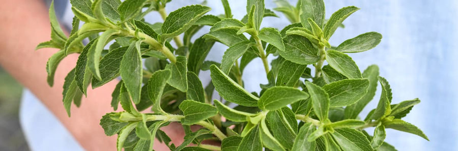 Guide to Stevia Plant - The Sweetest Herb!