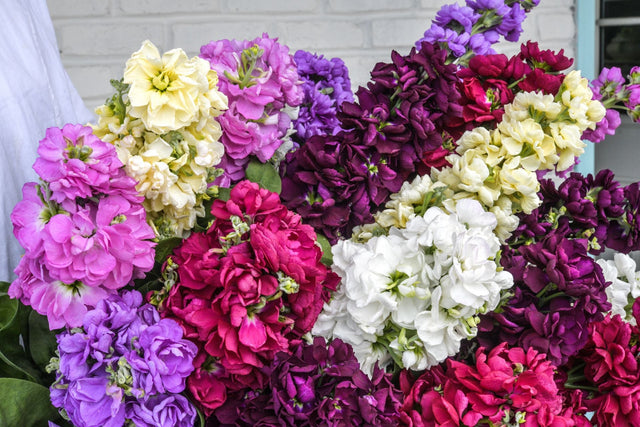 Stock Flower: The Glamorous Brassica!