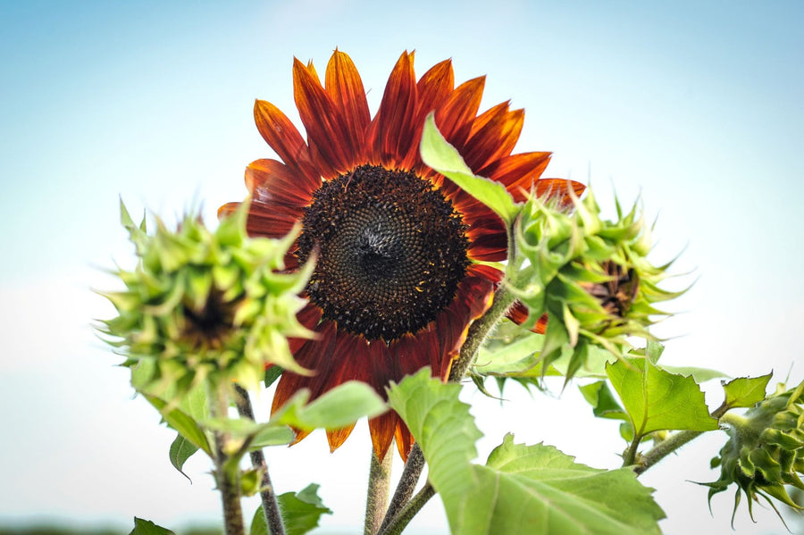 From Roadside Orphan to Garden Marvel: Red Sunflower