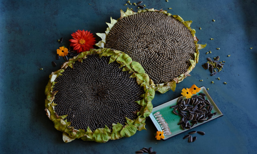 Heirloom? Open Pollinated? Patented? A Glossary Of Terms