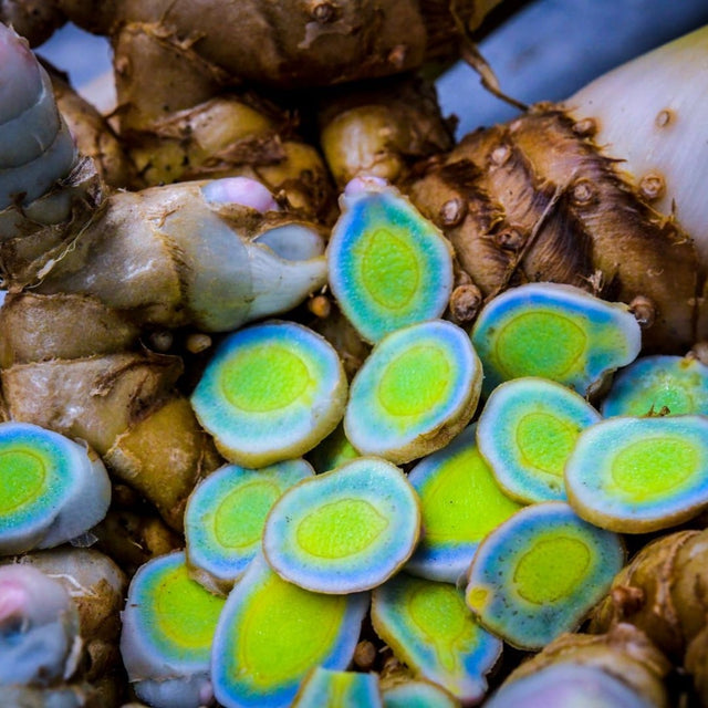 How To Grow Turmeric Plants