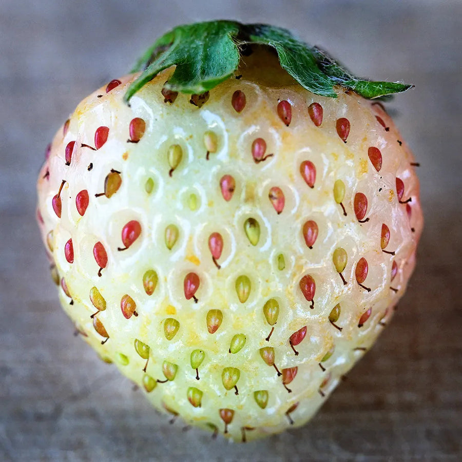 Frutilla Blanca: A One-Of-A-Kind Strawberry from Chile