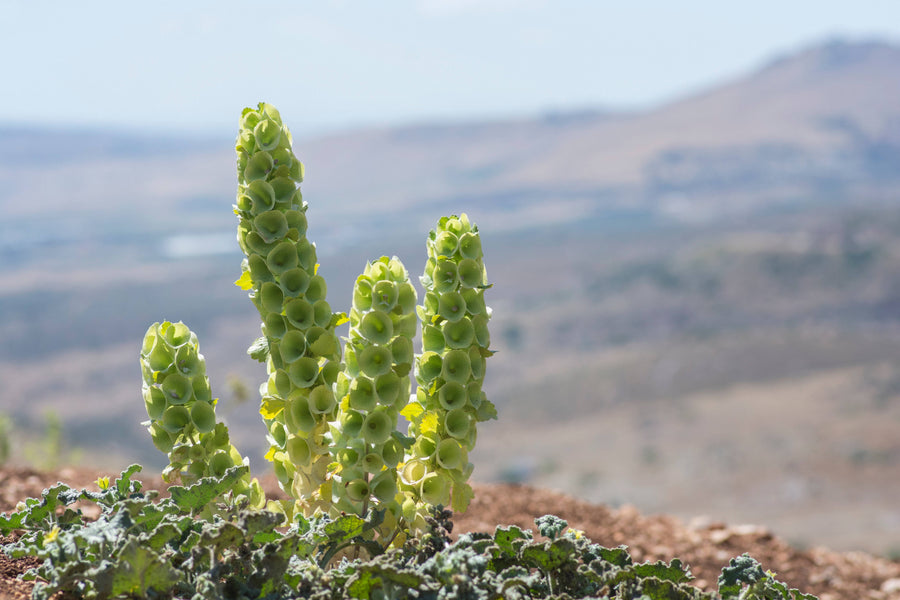 Bells Of Ireland: The Garden’s Lucky Charm