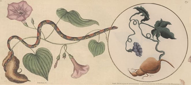 A Brief History of the Sweet Potato