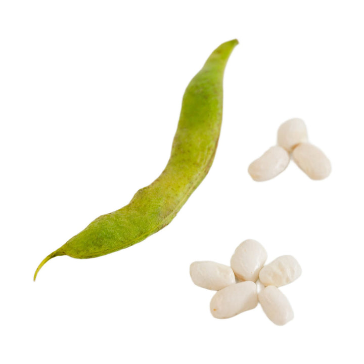 Fatman Pole Beans in the green and dry stages on white background.