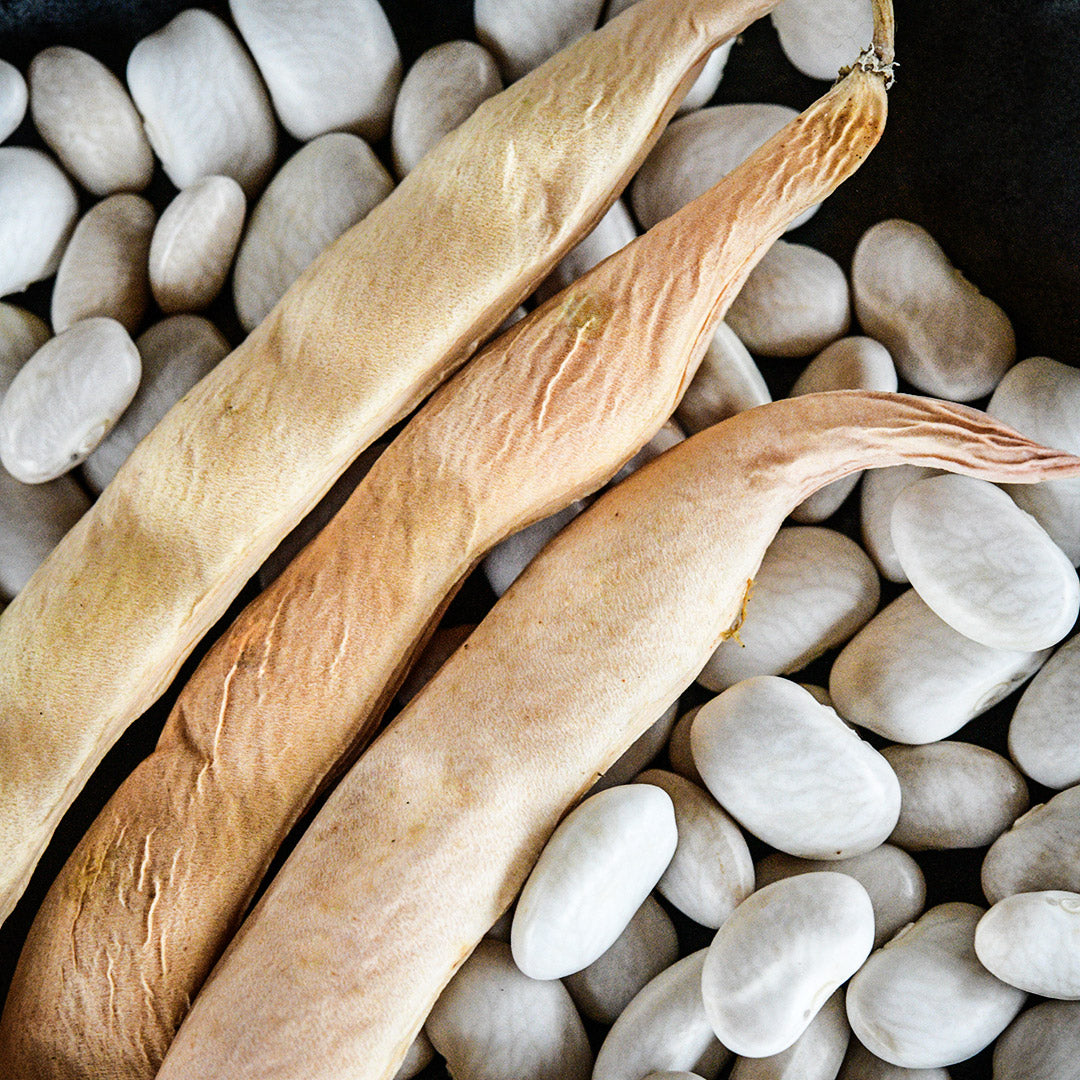 A close-up view of dried Fatman Pole Beans and pods.