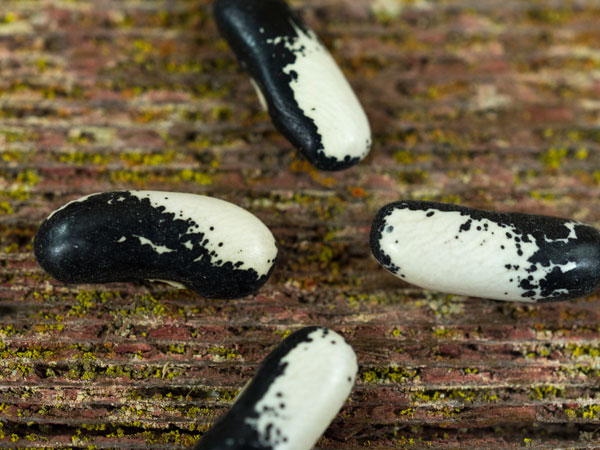 Bean Seeds, Magpie Bean