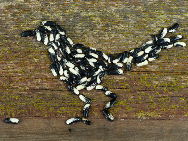 Bean Seeds, Magpie Bean