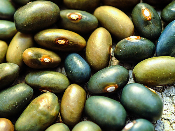 Bean Seeds, Malawi Green