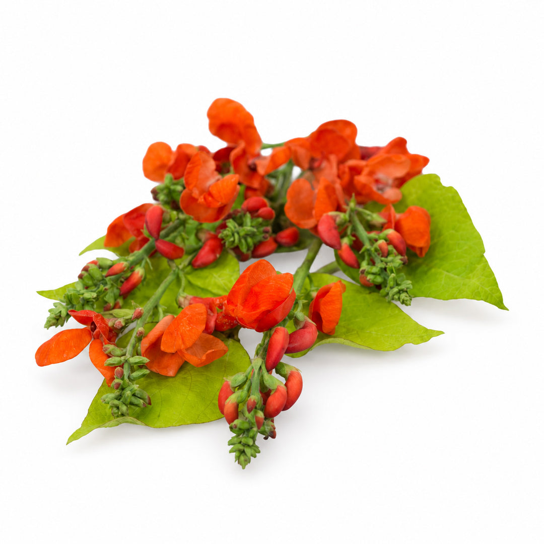 Golden Sunshine Runner bean foliage on a white background.