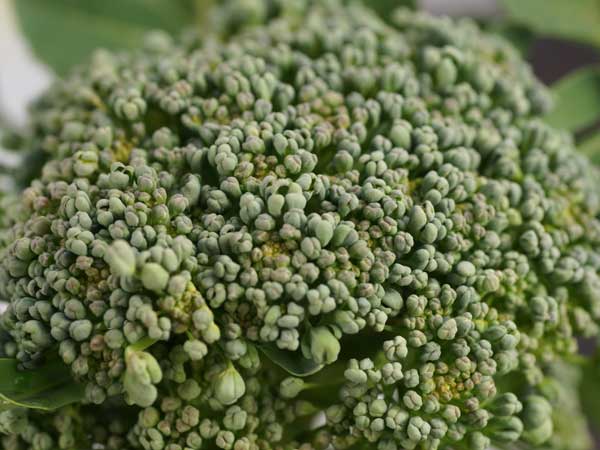 Broccoli Seeds, Umpqua
