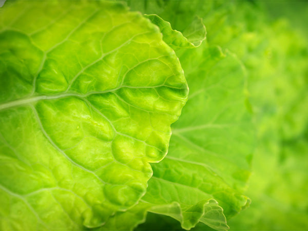 Collard Seeds, Yellow Cabbage