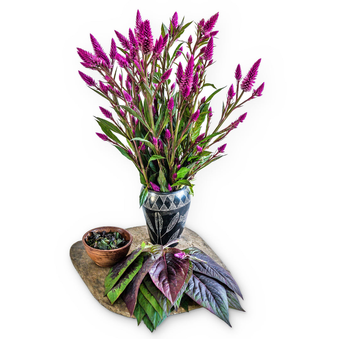 Lagos Spinach Celosia in a black vase with foliage on a white background.