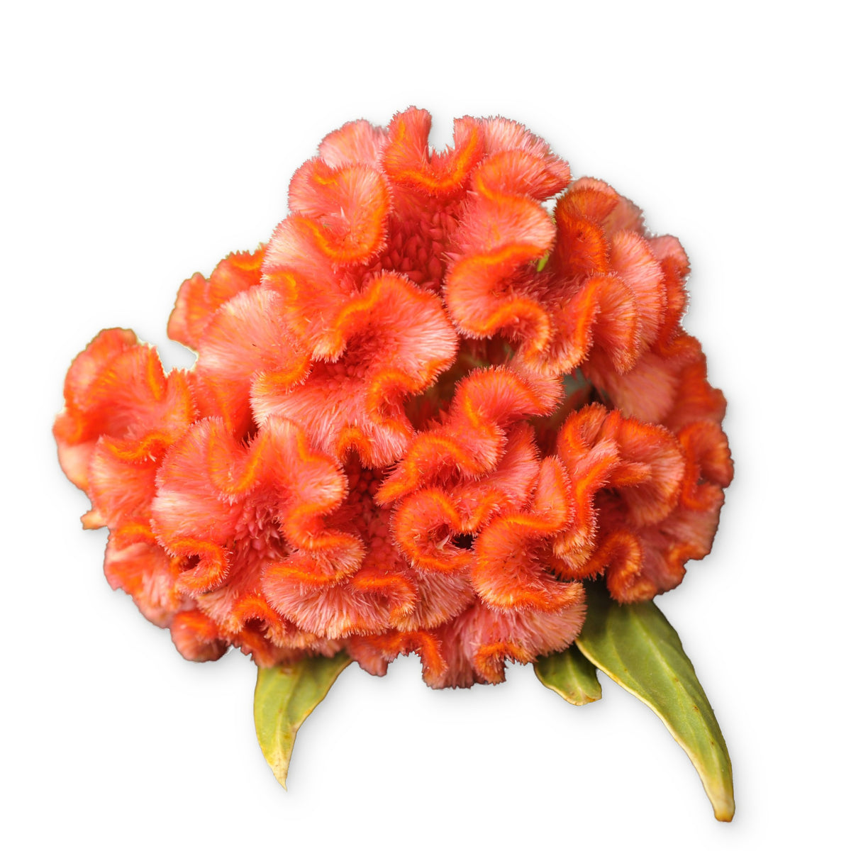 Detailed close-up of Orange Peach celosia on a white background.