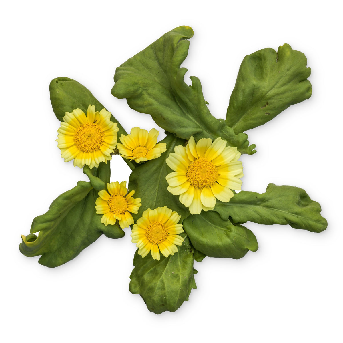 Big Leaf Tong Ho arranged with blooms on a white background.