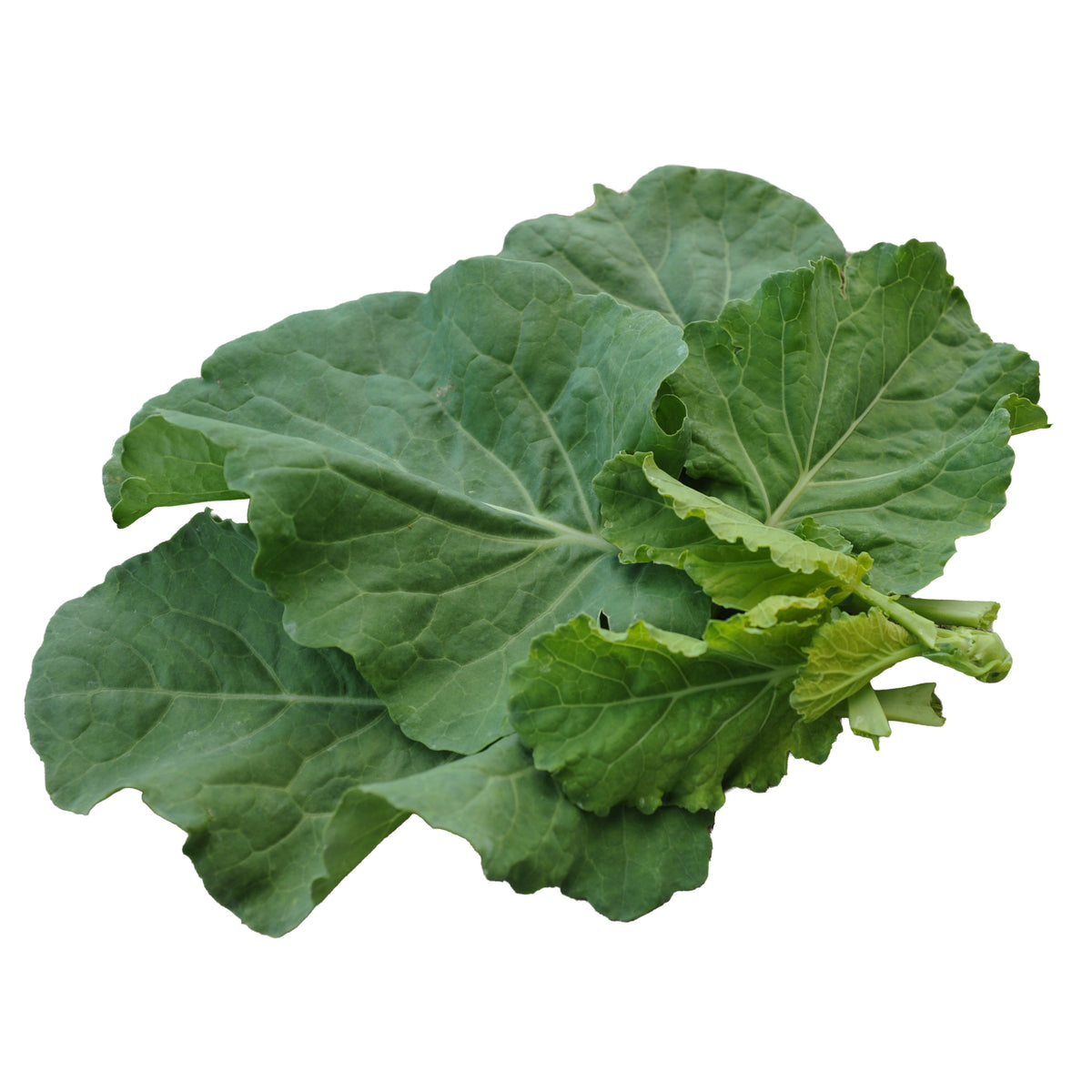 Yellow cabbage collard arranged on a white background.