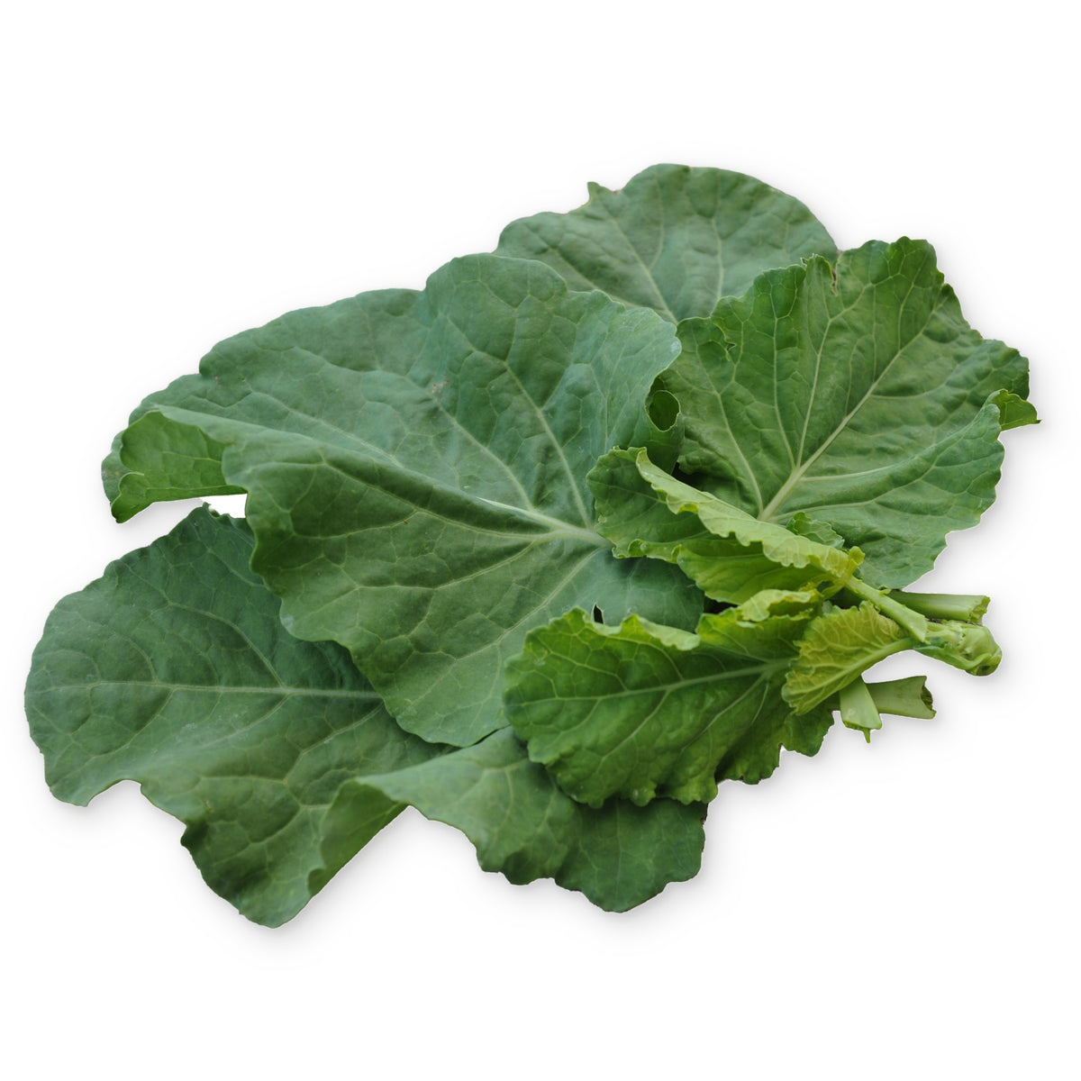 Yellow Cabbage collard leaves arranged on a white background.