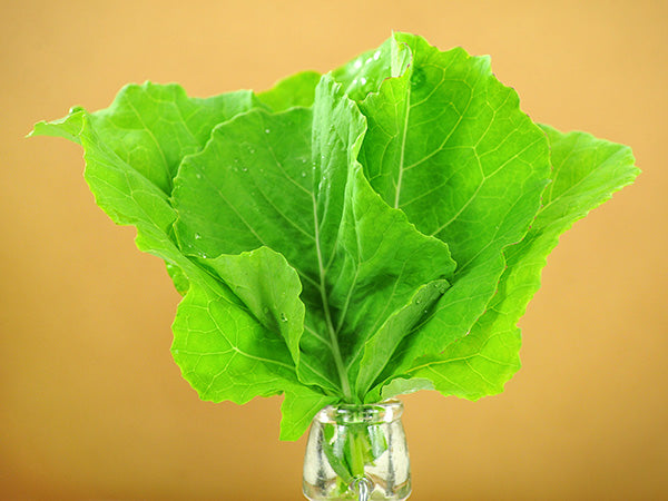 Collard Seeds, Yellow Cabbage