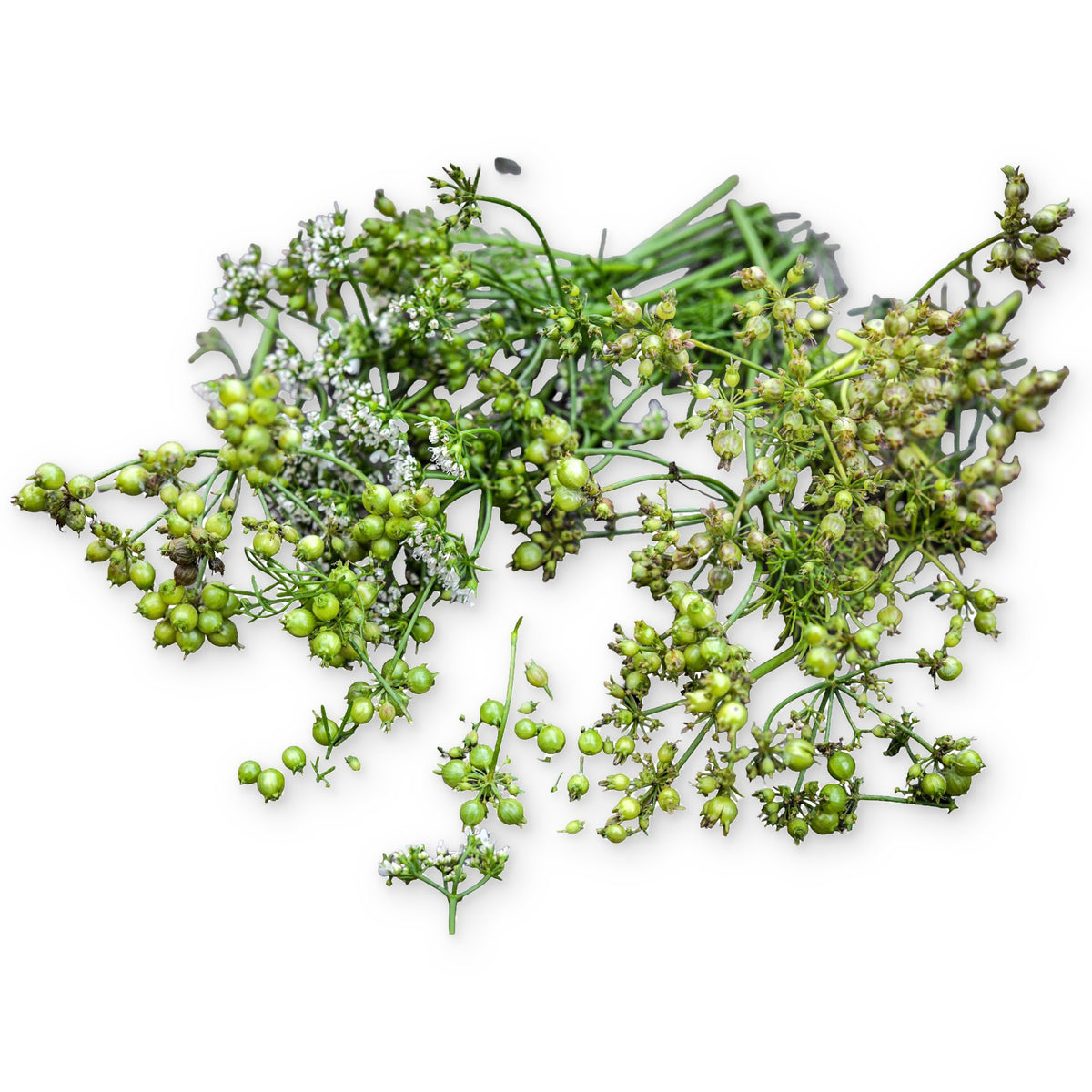 Indian coriander arranged on a white background.