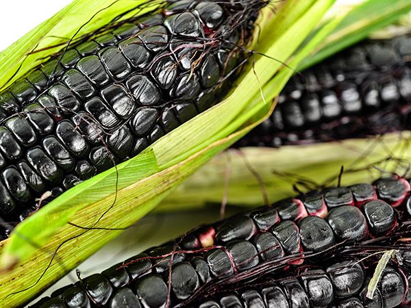 Corn Seeds, Maiz Morado or Kulli