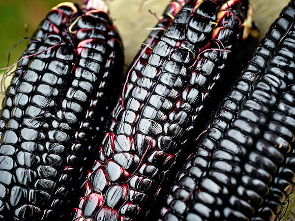 Corn Seeds, Maiz Morado or Kulli