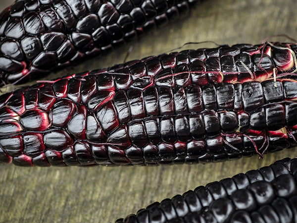 Corn Seeds, Maiz Morado or Kulli