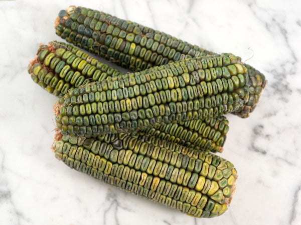 Corn Seeds, Oaxacan Green
