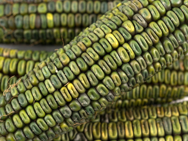 Corn Seeds, Oaxacan Green