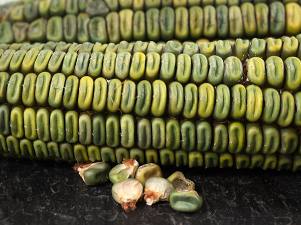 Corn Seeds, Oaxacan Green