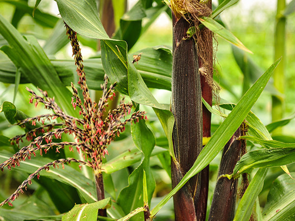 Corn Seeds, Painted Mountain
