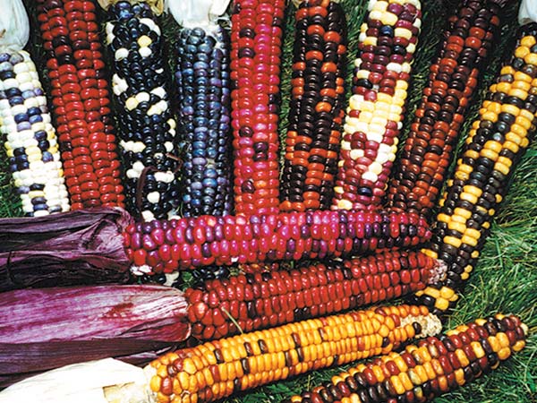Corn Seeds, Painted Mountain