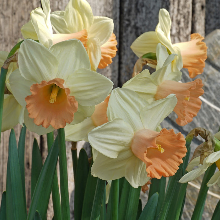Flower Festival April 4 & 5, 2027 (per person)