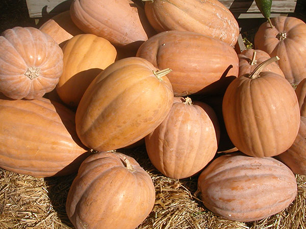 Winter Squash Seeds, Dickinson Pumpkin