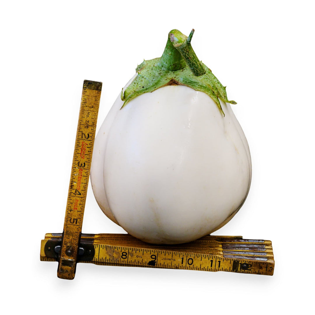 White Bell