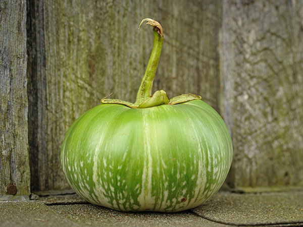 Eggplant Seeds, Cambodian Green Giant