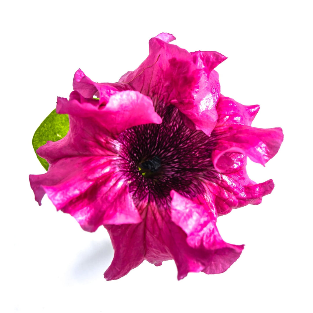 Mystic Rose