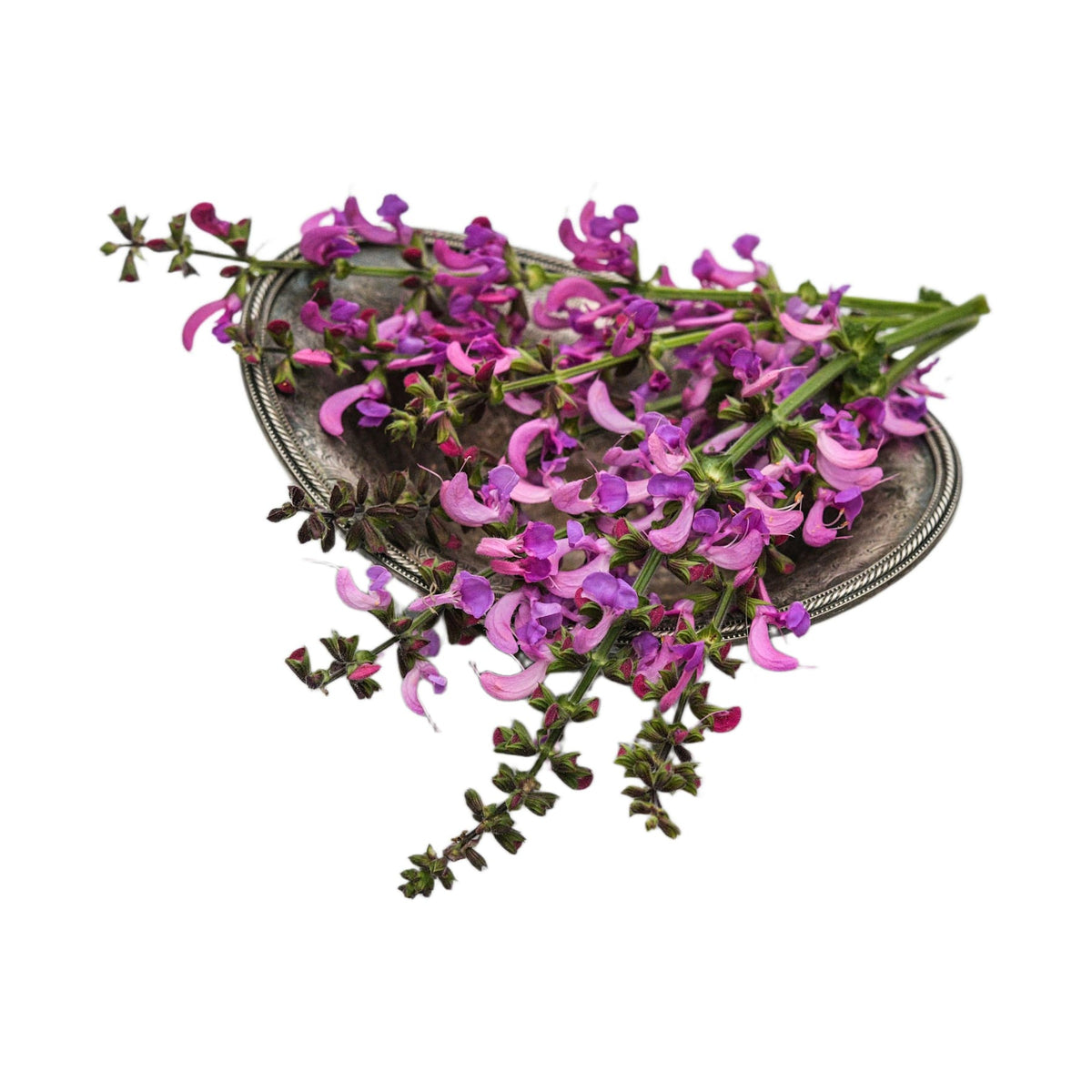 Sweet Esmeralda Salvia