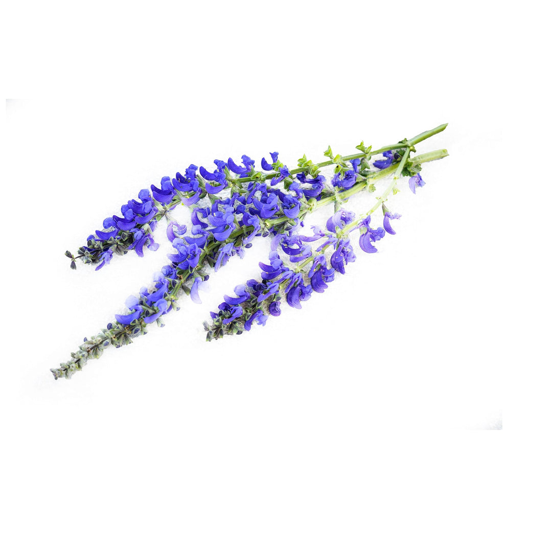 Twilight Serenade Salvia