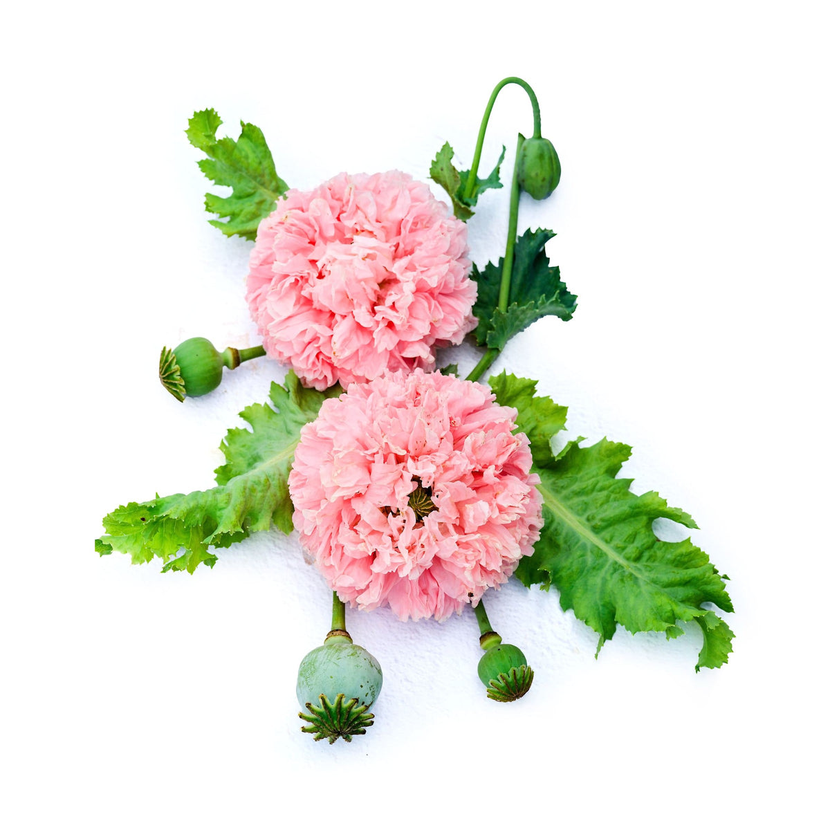 Paeony Pink