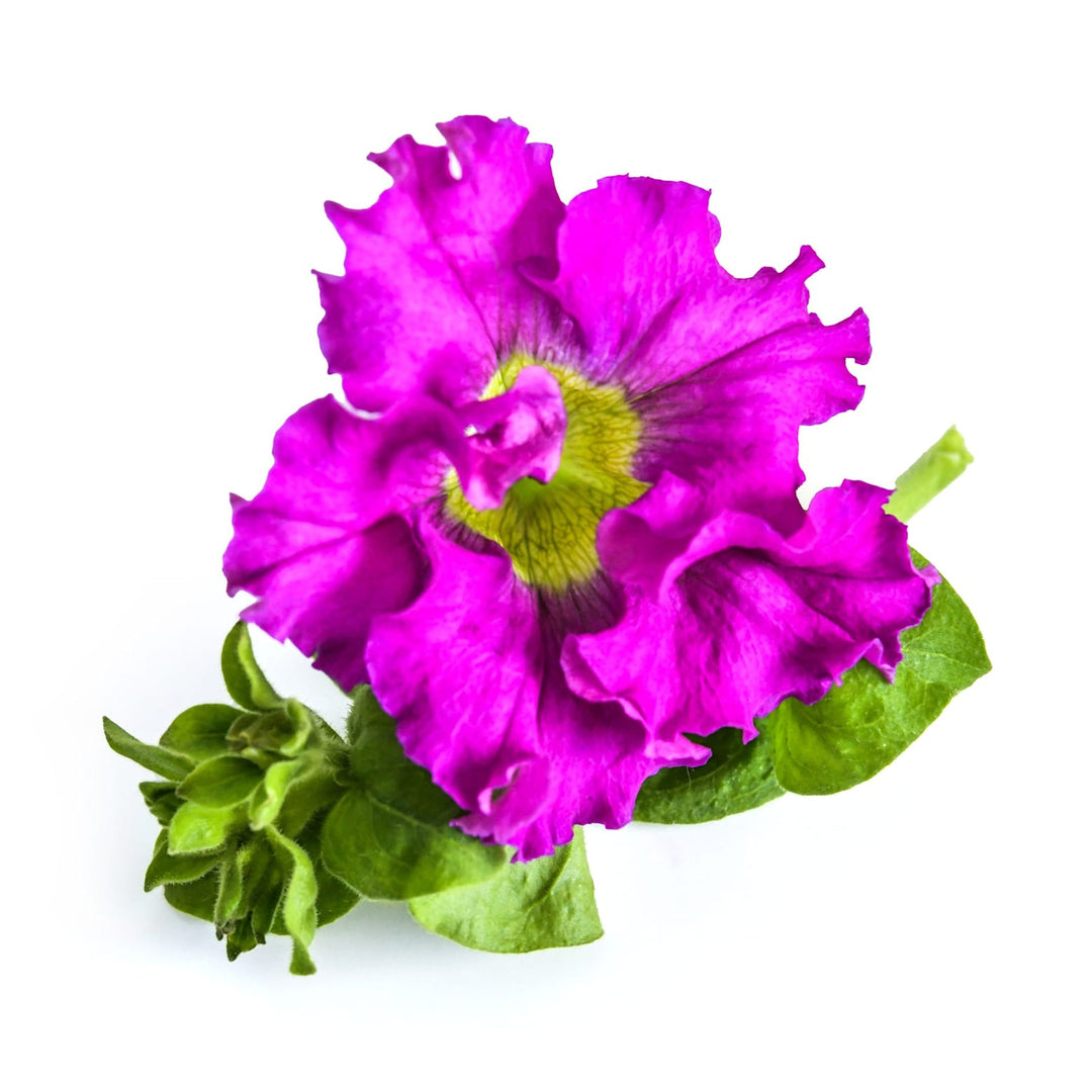Magenta Yellow