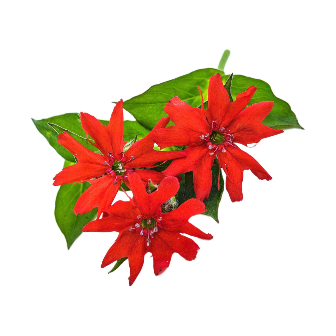 Fire Dragon Scarlet Red