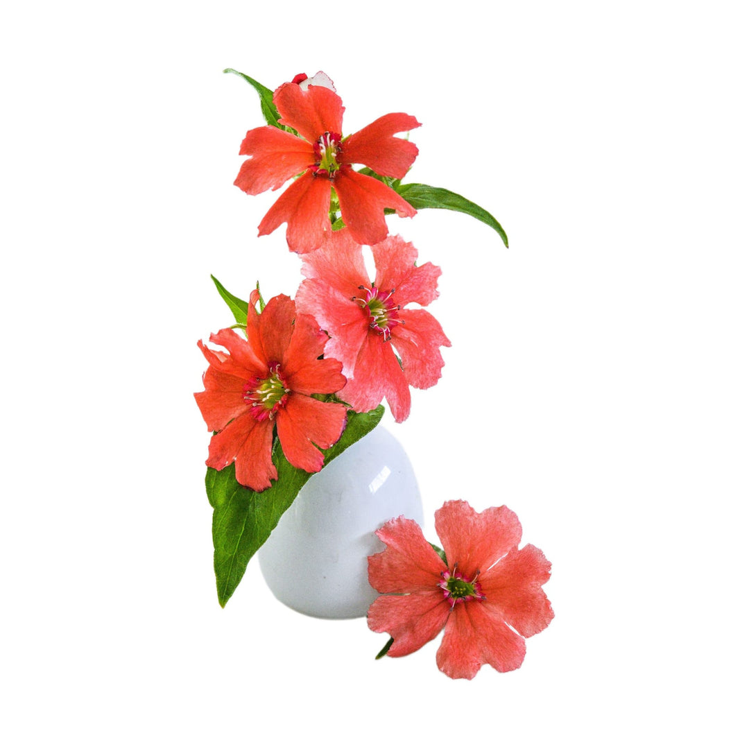 Fire Dragon Salmon Pink