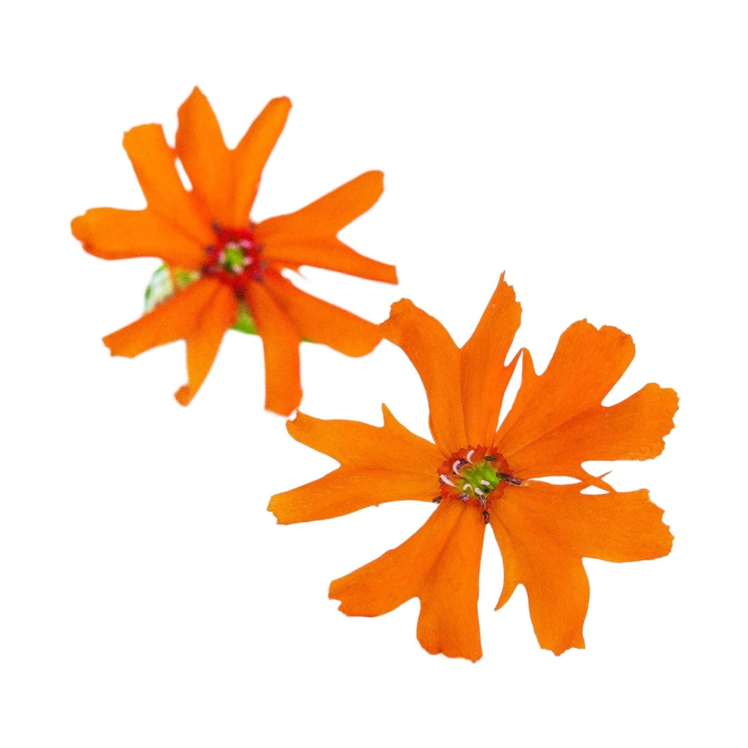 Fire Dragon Orange Glow