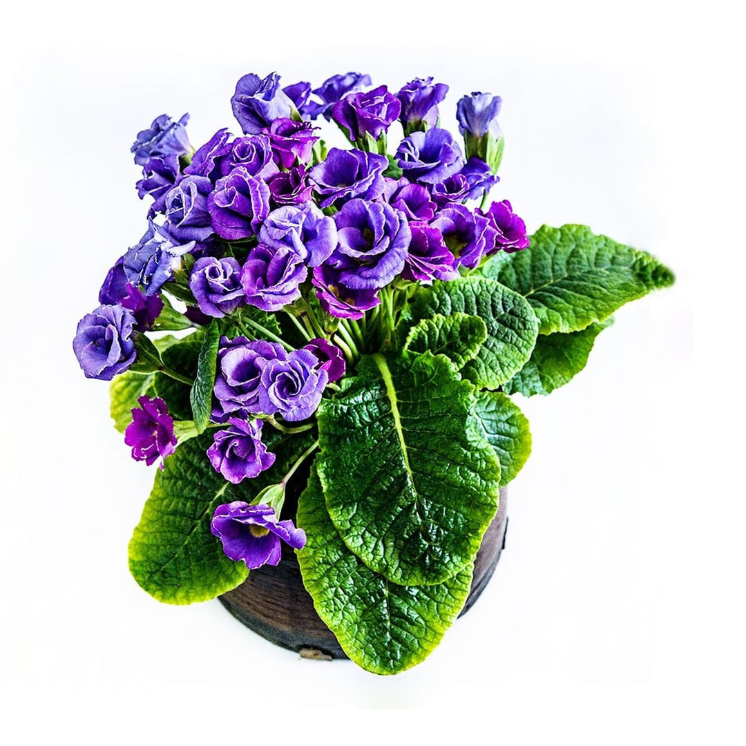 Coronet Blueberry Rose