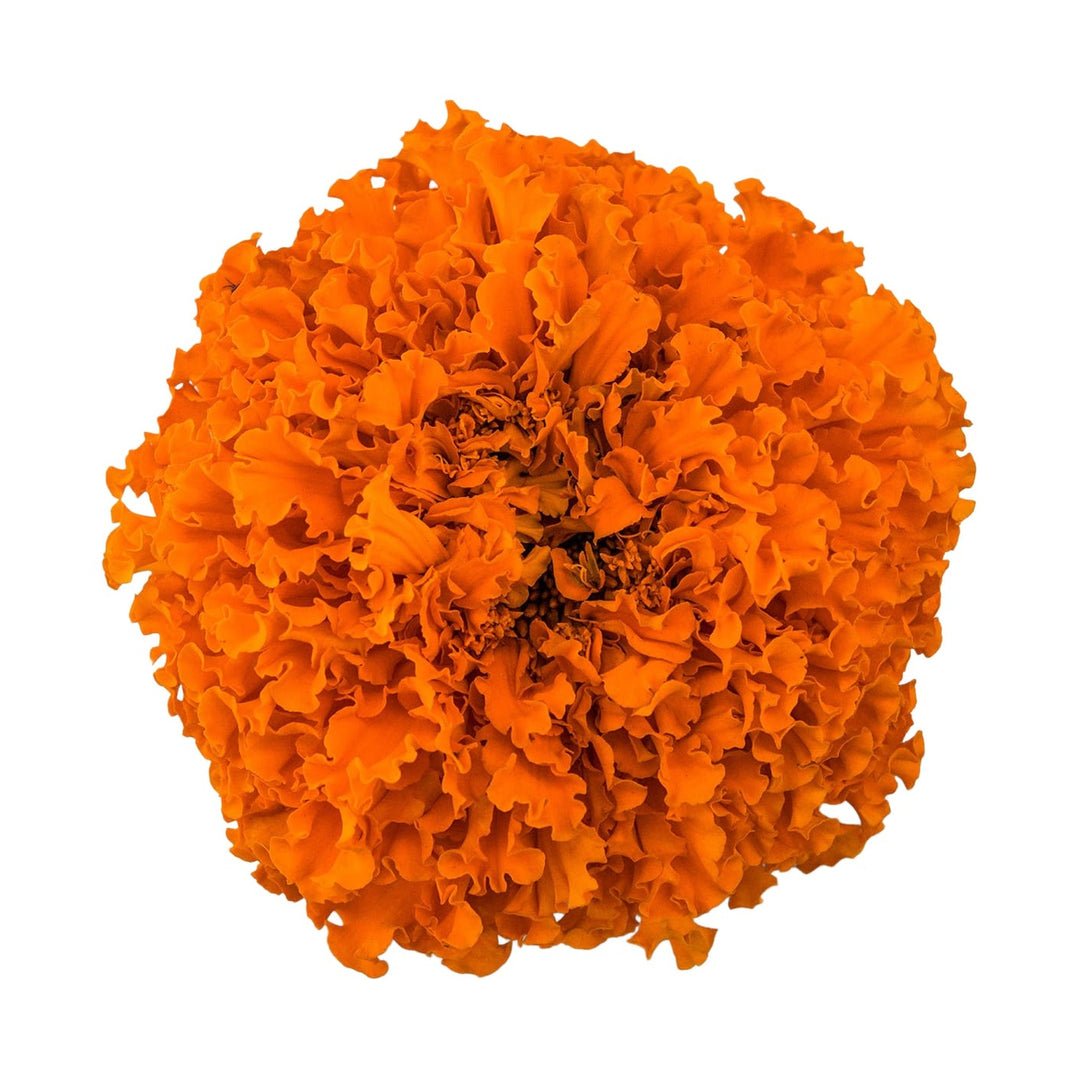 Imperiale Orange