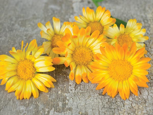 Calendula Seeds, Oopsy Daisy