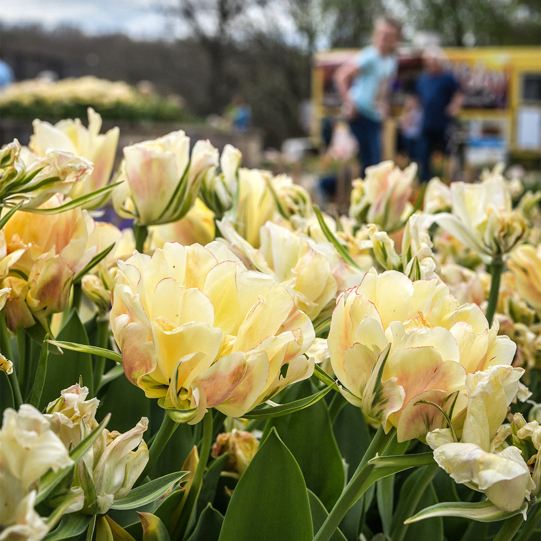 Flower Festival April 4 & 5, 2027 (per person)