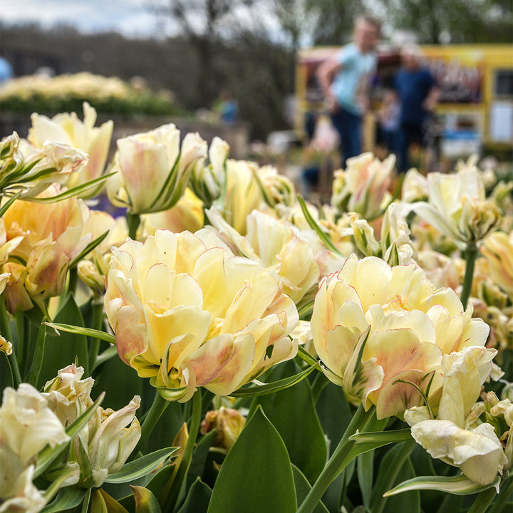 Flower Festival April 4 & 5, 2027 (per person)