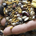 Free Seed Variety 1